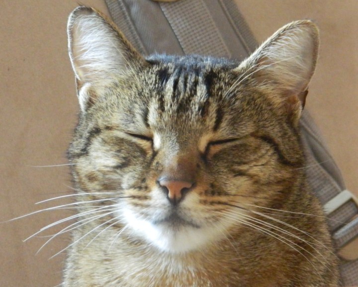 zigpeacefulfaceeyesclosed