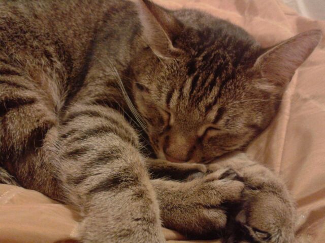 Mr. Zig in happier days