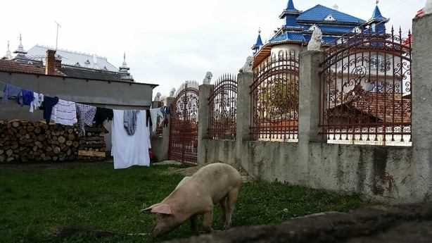 gypsy-house-pig-photo