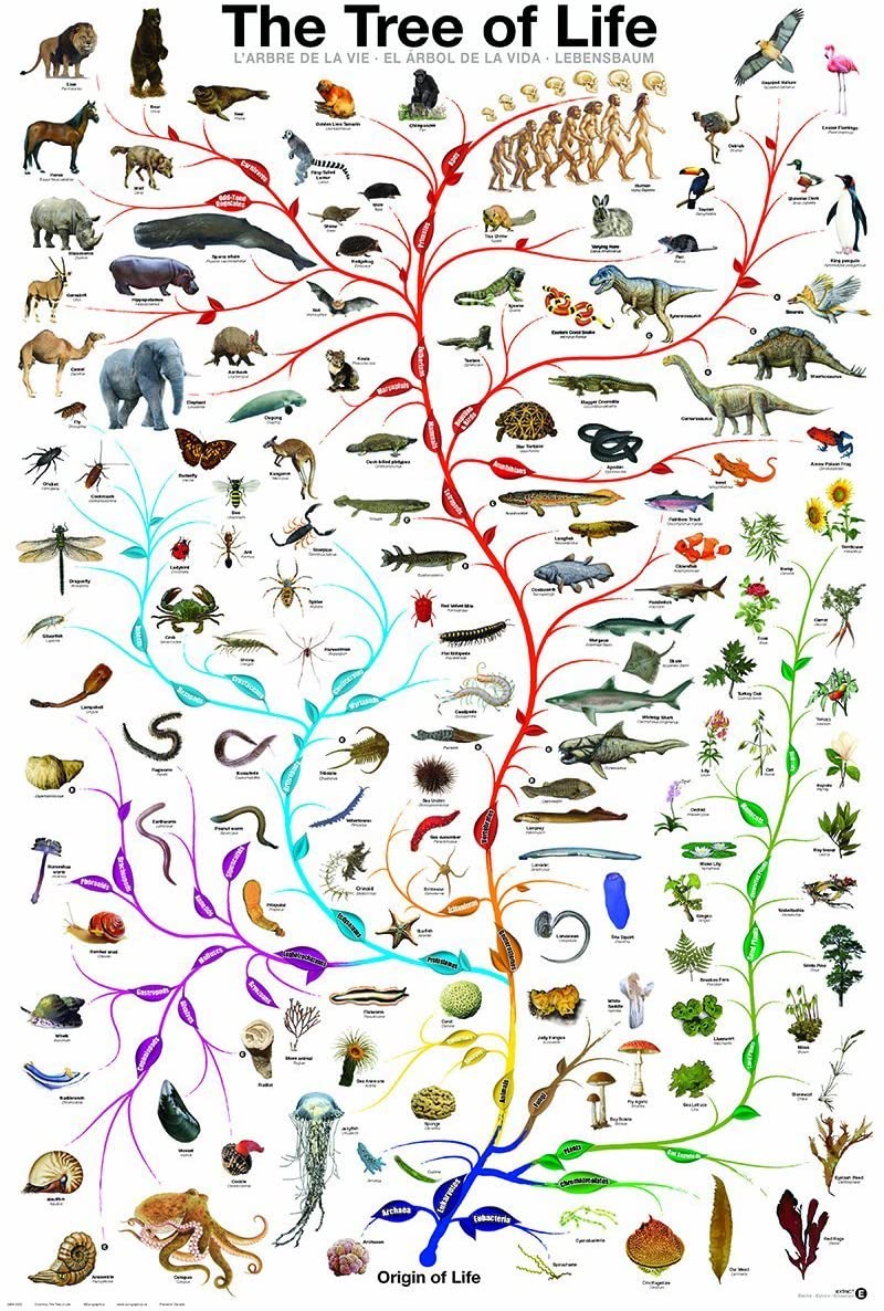 The Tree of Life – All Things Romania